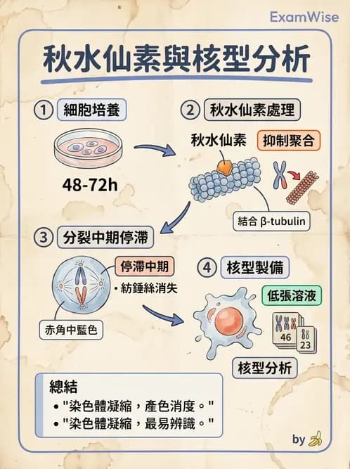 醫檢師 - 白血球生理與形態 - AI 圖文解析預覽