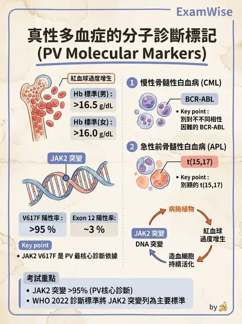 醫檢師 - 慢性血液腫瘤與骨髓增生疾患 - AI 圖文解析預覽