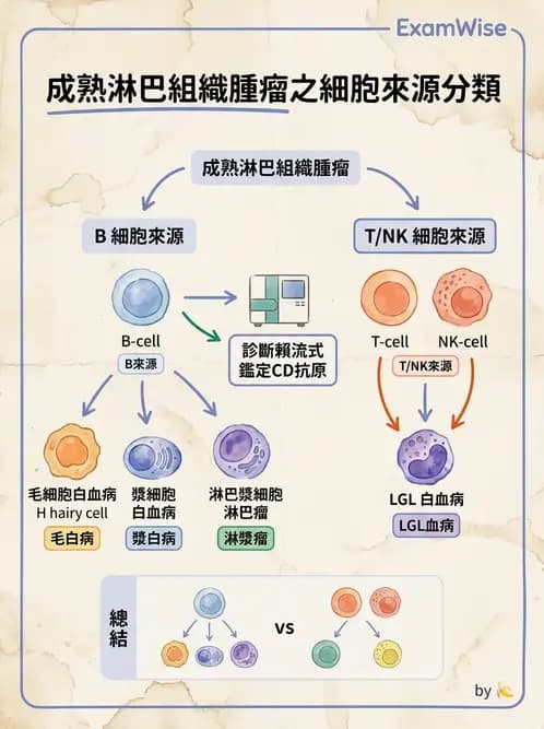 醫檢師 - 淋巴瘤、漿細胞疾病與白血球異常 - AI 圖文解析預覽
