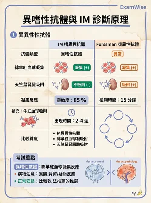 醫檢師 - 淋巴瘤、漿細胞疾病與白血球異常 - AI 圖文解析預覽