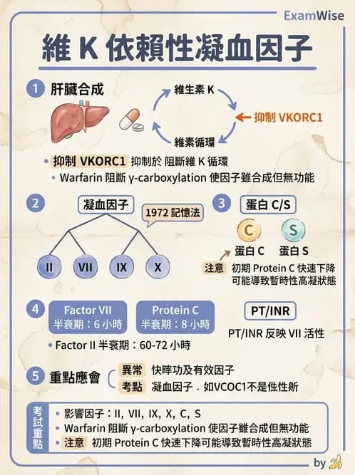 醫檢師 - 血栓性疾病與抗凝治療監測 - AI 圖文解析預覽