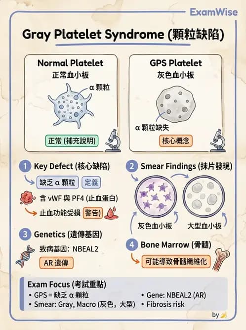 醫檢師 - 血小板與止血生理 - AI 圖文解析預覽