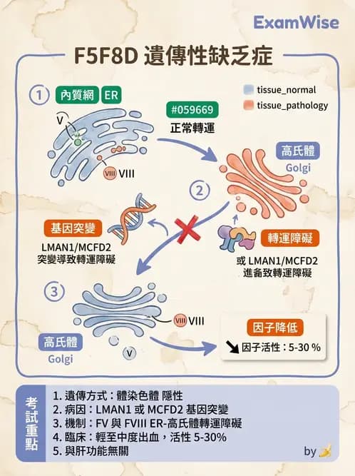 醫檢師 - 出血性疾病與檢驗 - AI 圖文解析預覽
