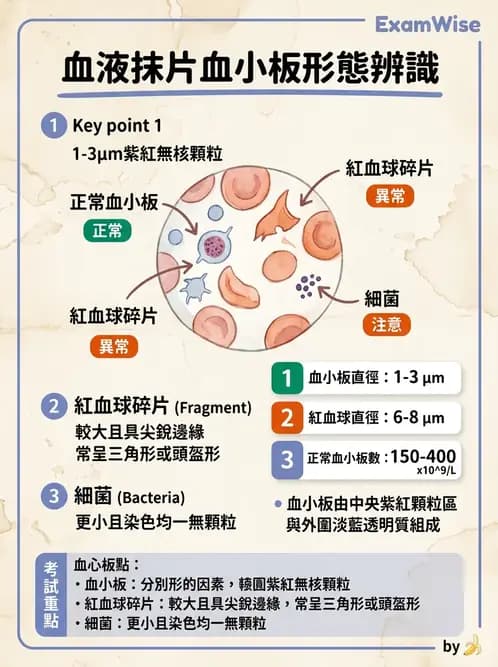 醫檢師 - 血小板與止血生理 - AI 圖文解析預覽