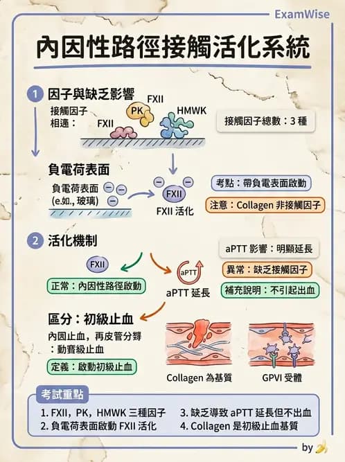 醫檢師 - 凝血因子與凝血檢驗 - AI 圖文解析預覽