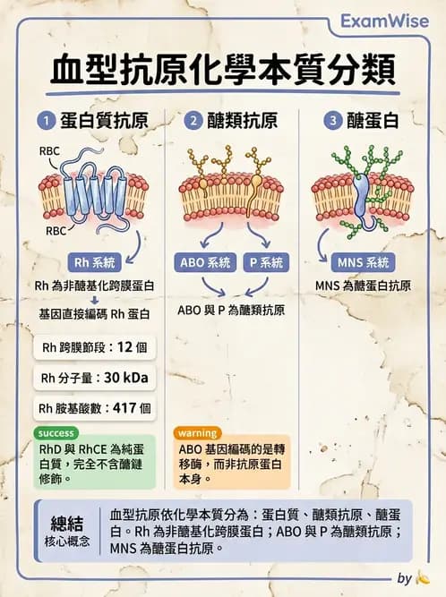 醫檢師 - 紅血球抗原與血型系統 - AI 圖文解析預覽