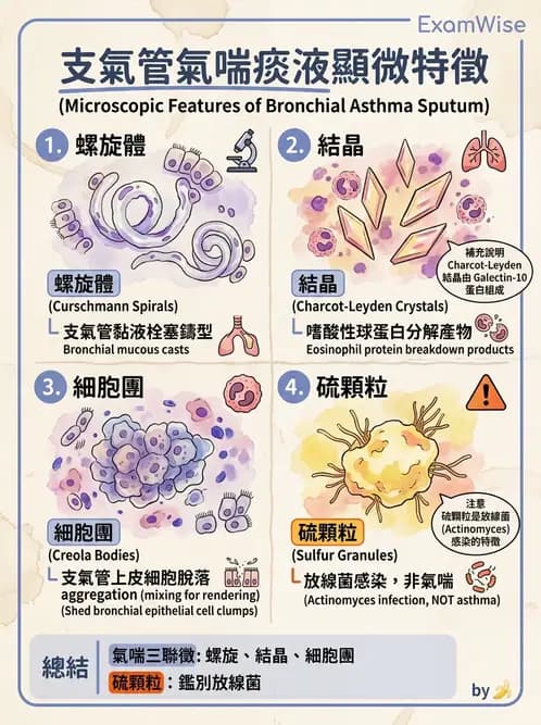 醫檢師 - 痰液一般鏡檢 - AI 圖文解析預覽
