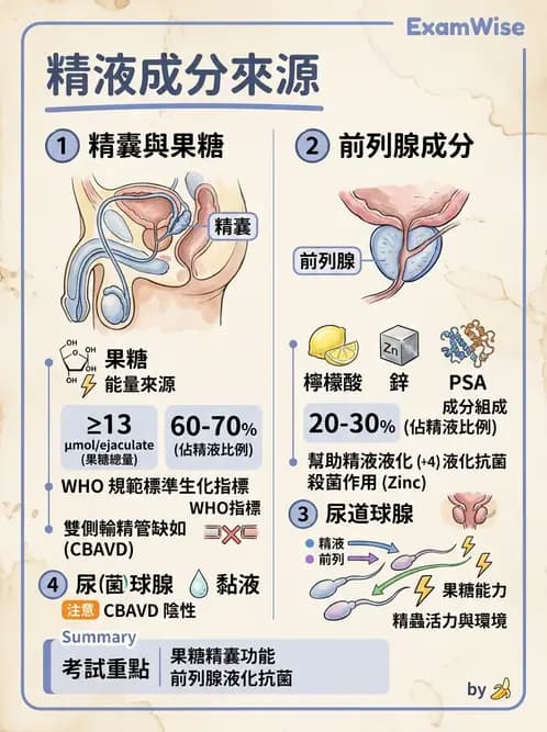 醫檢師 - 精液檢查 - AI 圖文解析預覽