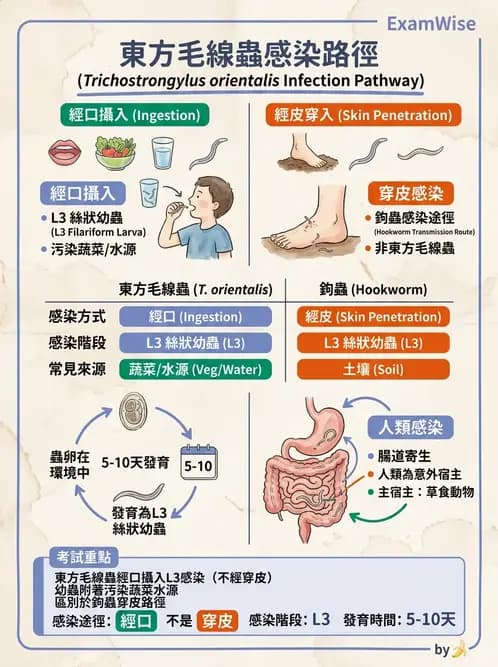 醫檢師 - 寄生蟲檢查-蠕蟲類 - AI 圖文解析預覽