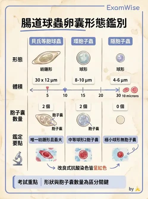 醫檢師 - 寄生蟲檢查-原蟲類 - AI 圖文解析預覽