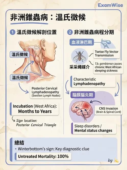 醫檢師 - 寄生蟲檢查-原蟲類 - AI 圖文解析預覽