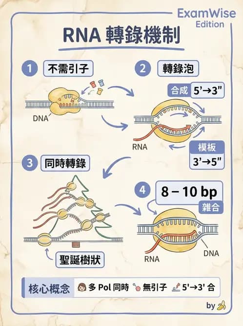 醫檢師 - 基礎分子生物學 - AI 圖文解析預覽
