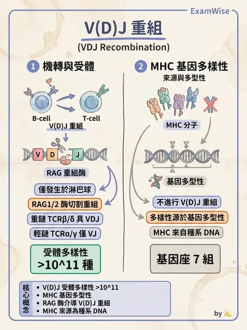 醫檢師 - 基礎分子生物學 - AI 圖文解析預覽