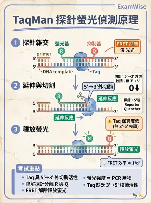 醫檢師 - 核酸擴增與萃取技術 - AI 圖文解析預覽