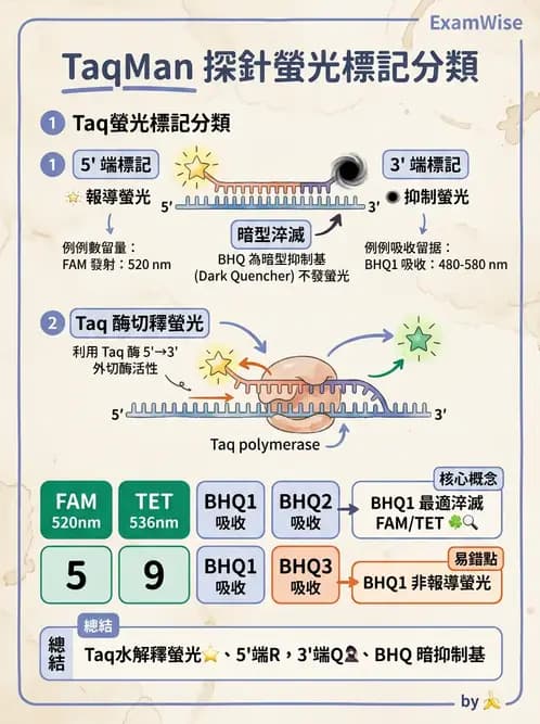 醫檢師 - 核酸擴增與萃取技術 - AI 圖文解析預覽