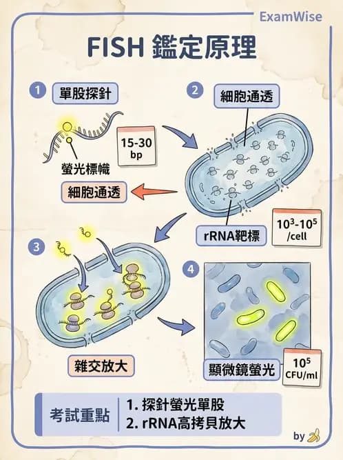 醫檢師 - 雜交探針與晶片技術 - AI 圖文解析預覽
