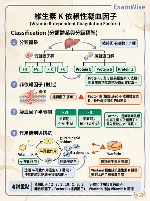 醫檢師 - 基礎分子生物學 - AI 圖文解析預覽