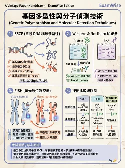 醫檢師 - 定序電泳與表觀分析 - AI 圖文解析預覽