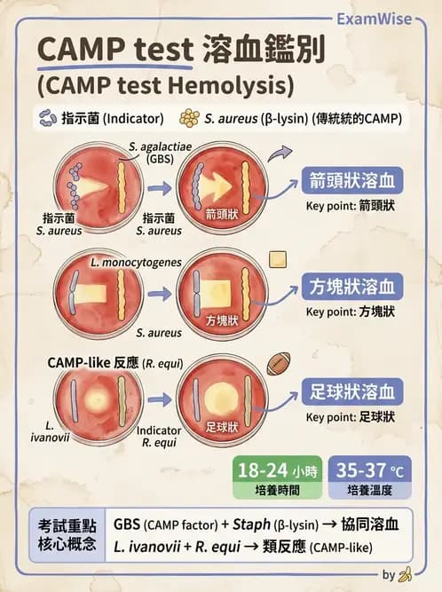 醫檢師 - 鏈球菌與其他革蘭氏陽性桿菌 - AI 圖文解析預覽