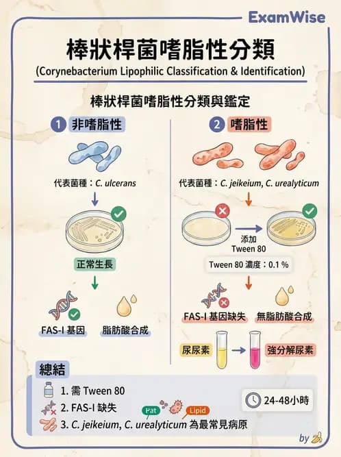 醫檢師 - 鏈球菌與其他革蘭氏陽性桿菌 - AI 圖文解析預覽