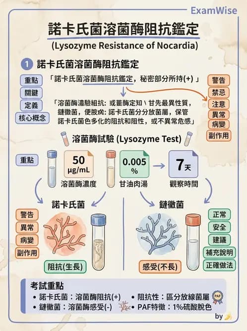 醫檢師 - 鏈球菌與其他革蘭氏陽性桿菌 - AI 圖文解析預覽