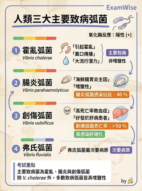 醫檢師 - 弧菌、氣單胞菌與彎曲菌 - AI 圖文解析預覽