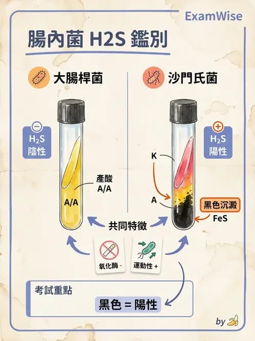 醫檢師 - 腸內菌鑑別方法與培養基 - AI 圖文解析預覽