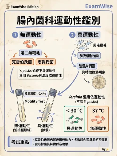 醫檢師 - 腸內菌鑑別方法與培養基 - AI 圖文解析預覽