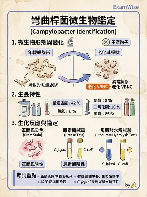 醫檢師 - 弧菌、氣單胞菌與彎曲菌 - AI 圖文解析預覽