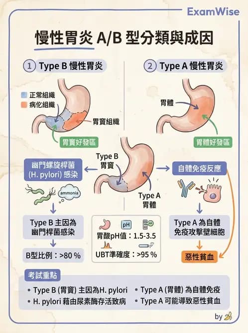 醫檢師 - 弧菌、氣單胞菌與彎曲菌 - AI 圖文解析預覽