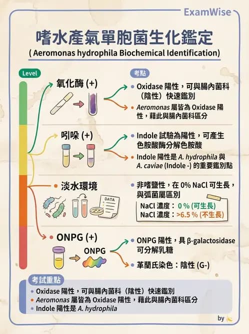 醫檢師 - 弧菌、氣單胞菌與彎曲菌 - AI 圖文解析預覽