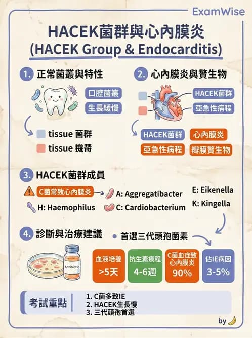 醫檢師 - 奈瑟菌與挑剔性革蘭氏陰性菌 - AI 圖文解析預覽