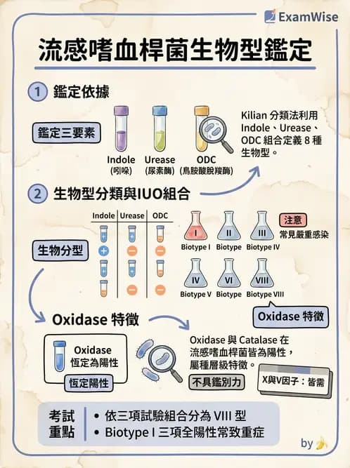 醫檢師 - 奈瑟菌與挑剔性革蘭氏陰性菌 - AI 圖文解析預覽