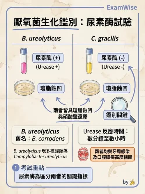 醫檢師 - 厭氧菌 - AI 圖文解析預覽