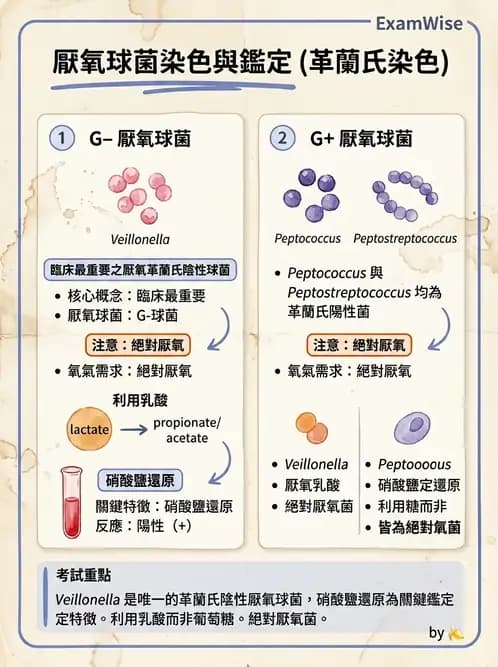 醫檢師 - 厭氧菌 - AI 圖文解析預覽