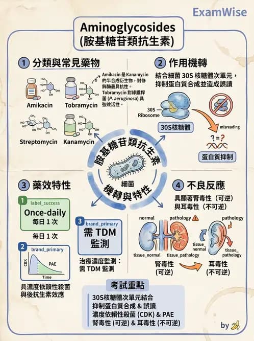 醫檢師 - 抗微生物製劑 - AI 圖文解析預覽