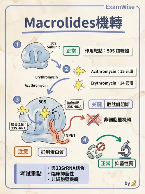 醫檢師 - 抗微生物製劑 - AI 圖文解析預覽