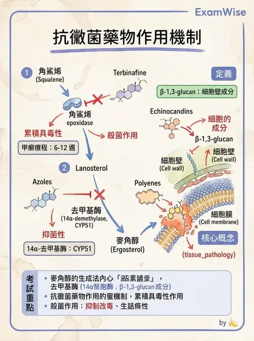 醫檢師 - 真菌診斷與治療 - AI 圖文解析預覽