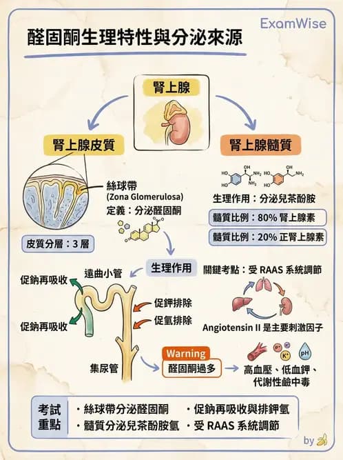 醫檢師 - 腎上腺與生殖內分泌 - AI 圖文解析預覽
