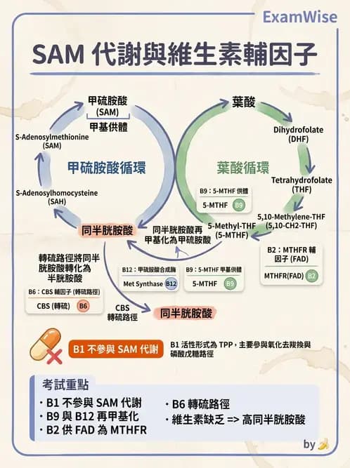 醫檢師 - 維生素 - AI 圖文解析預覽