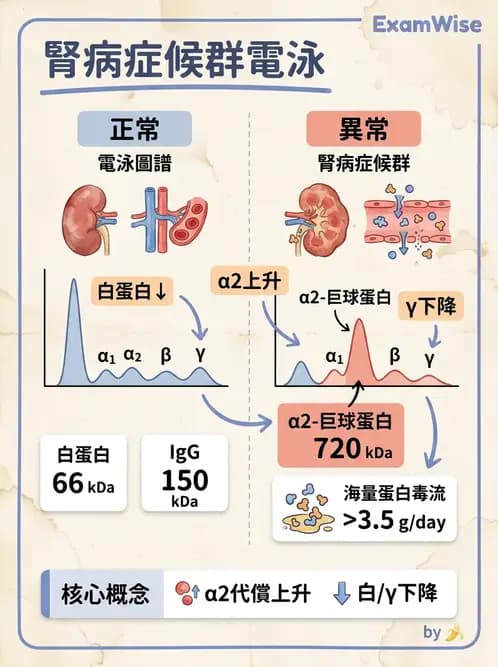 醫檢師 - 血清蛋白與蛋白質檢測 - AI 圖文解析預覽