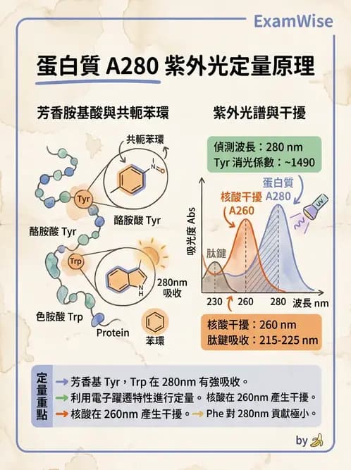 醫檢師 - 血清蛋白與蛋白質檢測 - AI 圖文解析預覽