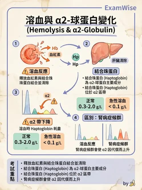 醫檢師 - 血清蛋白與蛋白質檢測 - AI 圖文解析預覽