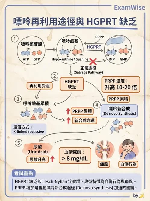 醫檢師 - 腎臟機能與代謝評估 - AI 圖文解析預覽