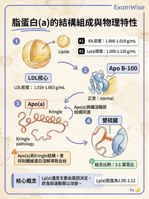 醫檢師 - 脂蛋白分類與臨床應用 - AI 圖文解析預覽