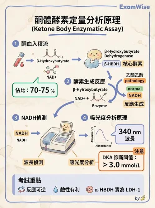 醫檢師 - 脂質代謝與酮體 - AI 圖文解析預覽