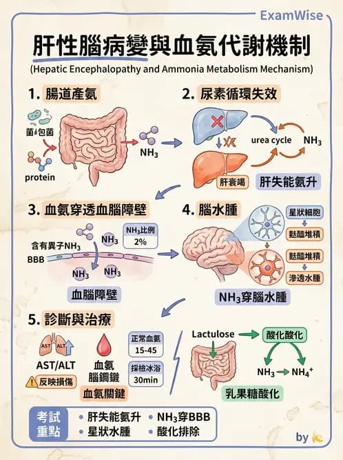 醫檢師 - 肝臟機能與胰臟酵素 - AI 圖文解析預覽