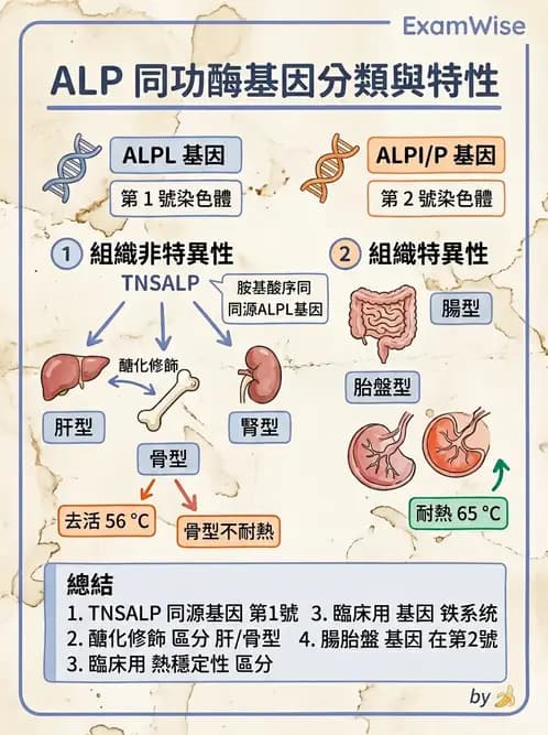 醫檢師 - 肝臟機能與胰臟酵素 - AI 圖文解析預覽