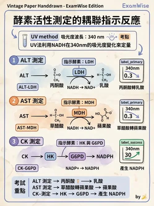 醫檢師 - 臨床酵素學基礎 - AI 圖文解析預覽