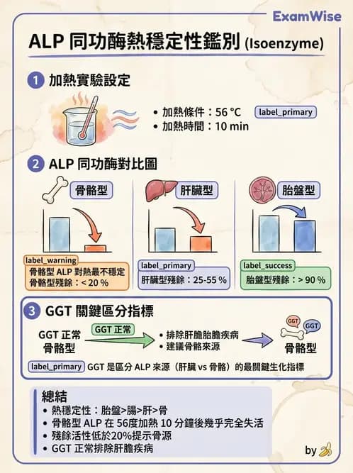 醫檢師 - 肝臟機能與胰臟酵素 - AI 圖文解析預覽